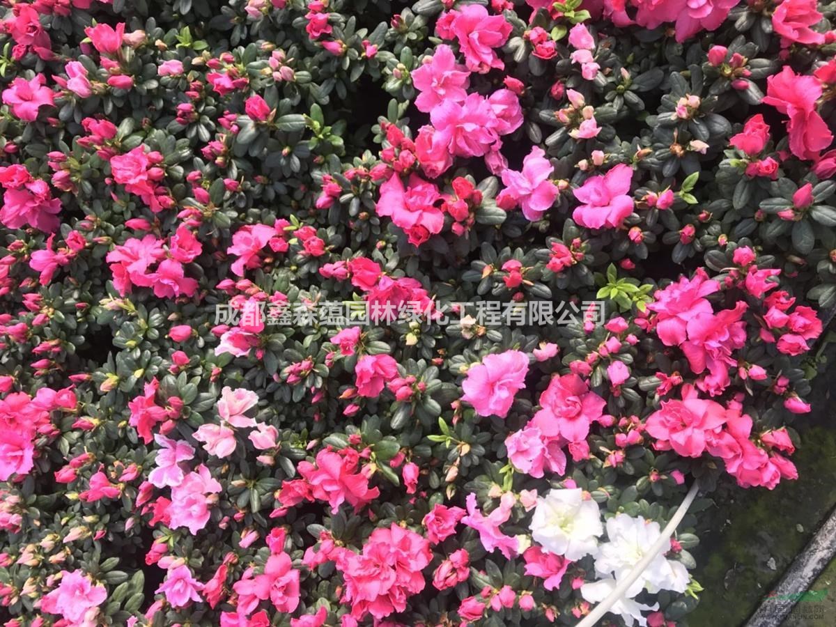 西洋鵑批發(fā)基地 西洋鵑小苗 西洋鵑工程苗 西洋鵑價(jià)格