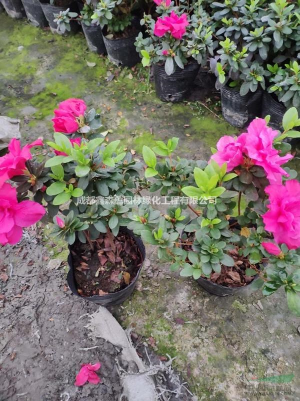 西洋鵑批發(fā)基地 西洋鵑小苗 西洋鵑工程苗 西洋鵑價(jià)格