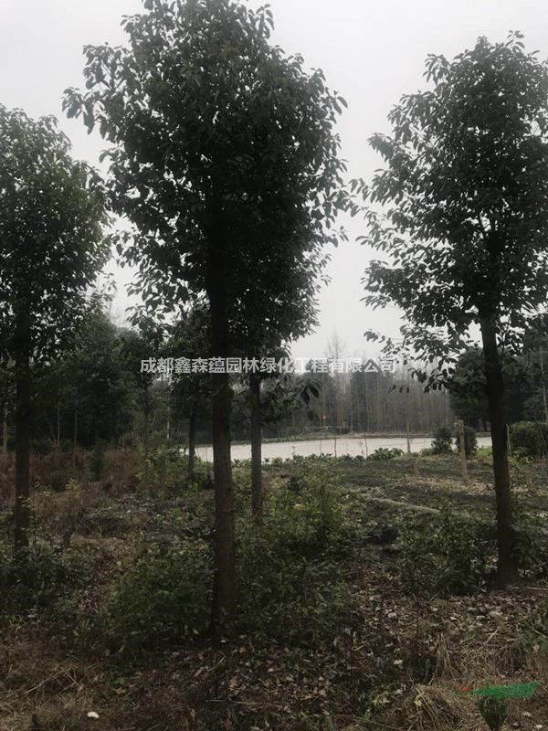 小葉香樟批發(fā)基地 香樟基地 大量出售香樟工程苗 香樟價格