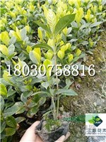 梔子花工程用花 成都基地出售 貨美價廉