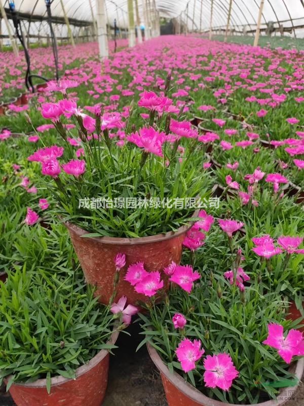 歐石竹多少錢一杯 哪里有歐石竹種植基地 歐石竹批發(fā)商