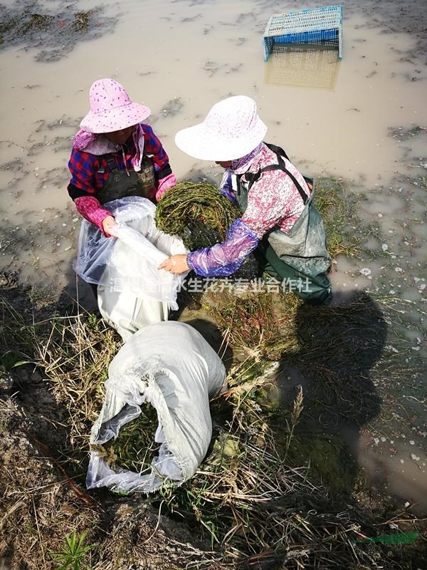 溫州蓮情 狐尾藻穗花狐尾藻 沉水狐尾藻 輪葉狐尾藻 沉水植物