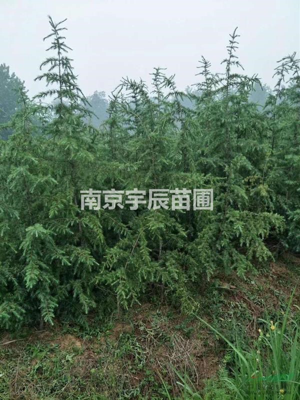 供應(yīng)2米雪松價(jià)格 2.5米雪松價(jià)格 江蘇南京