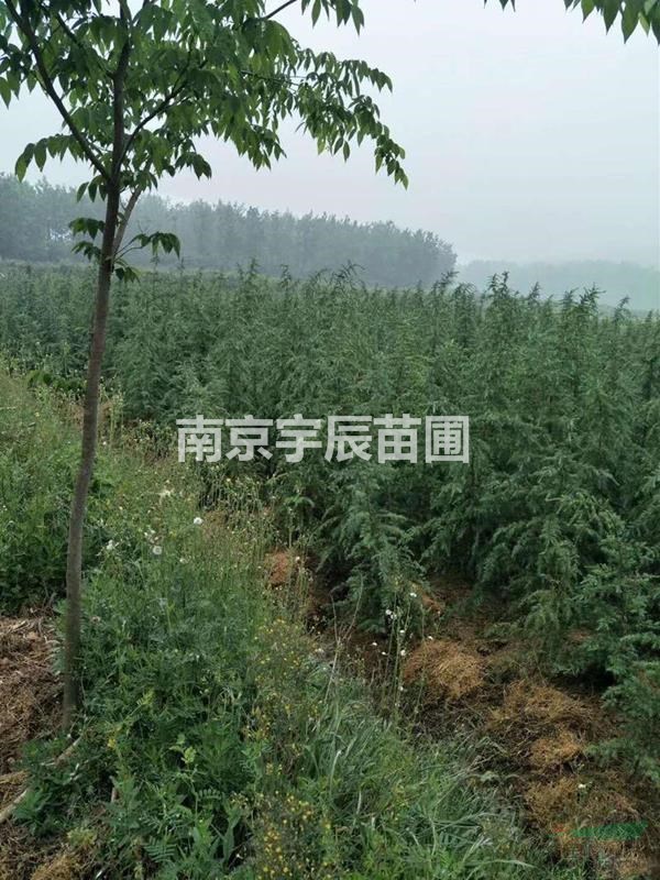 供應(yīng)2米雪松價(jià)格 2.5米雪松價(jià)格 江蘇南京