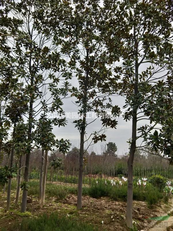 河南苗木报价，造型广玉兰图片报价，旗杆广玉兰价格出售