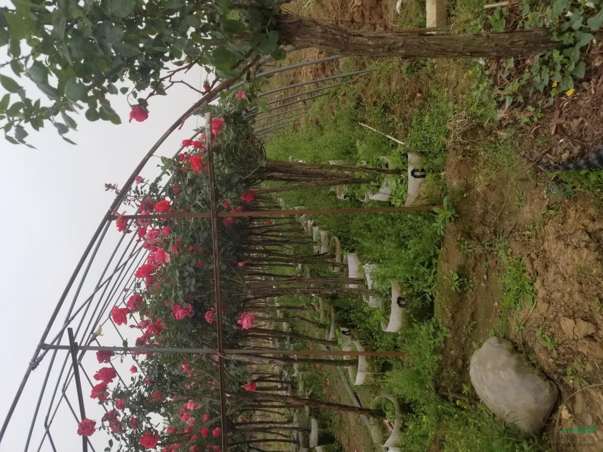 樹樁月季