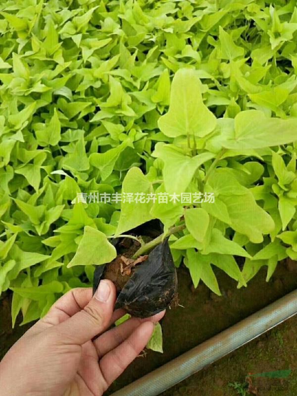 黃金暑基地直供，地瓜葉價格