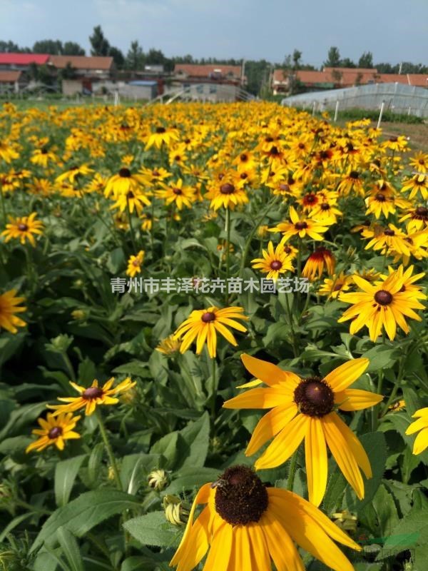 草花種子，黑心菊