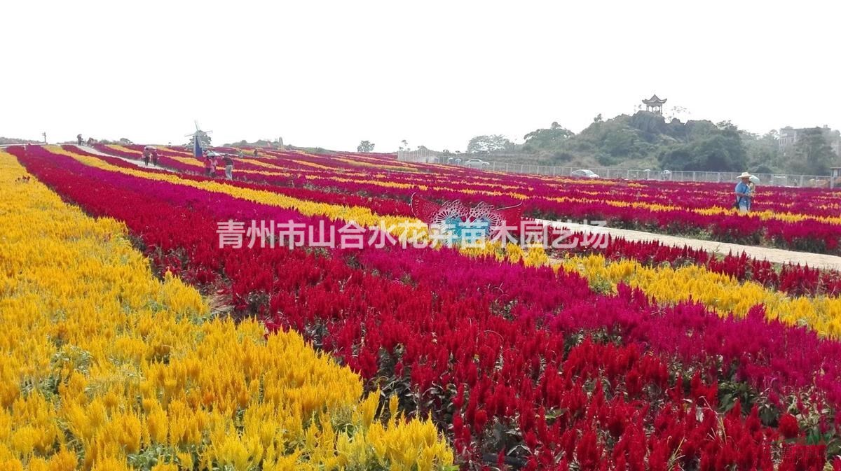 山東青州千屈菜、福祿考、金娃娃萱草、金雞菊、黑心菊