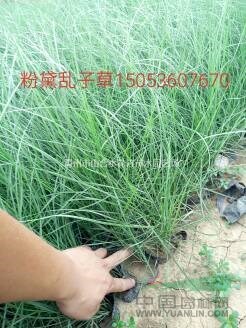 山東青州一串紅、彩葉草、金盞菊、萬(wàn)壽菊、國(guó)慶菊、翠菊