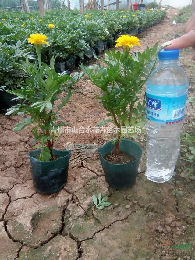 山東青州一串紅、彩葉草、金盞菊、萬(wàn)壽菊、國(guó)慶菊、翠菊