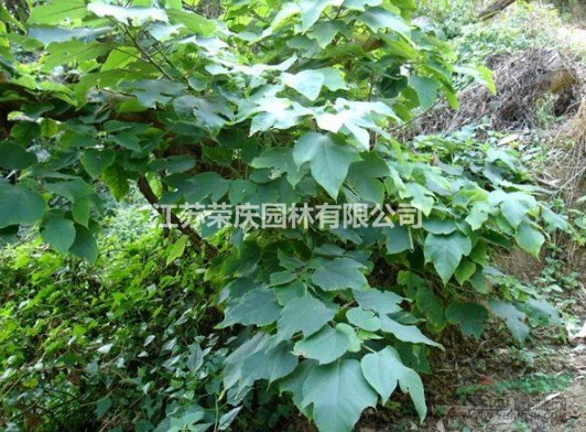 江蘇常年供應規(guī)格2公分~16公分構(gòu)樹   構(gòu)樹價格