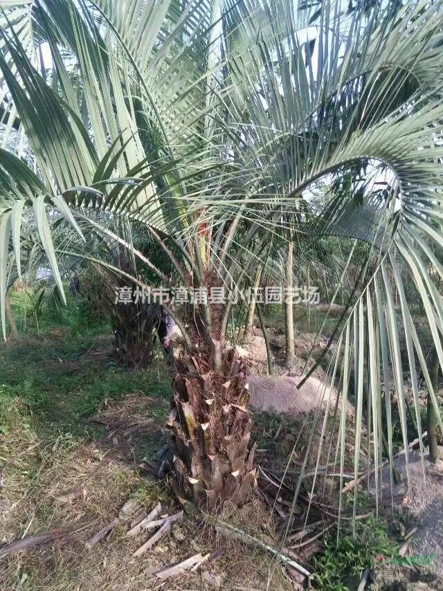 福建布迪椰子各类大小规格