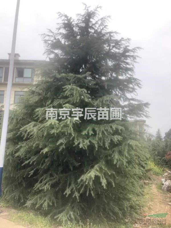 長江周邊供應(yīng)7米雪松價(jià)格 