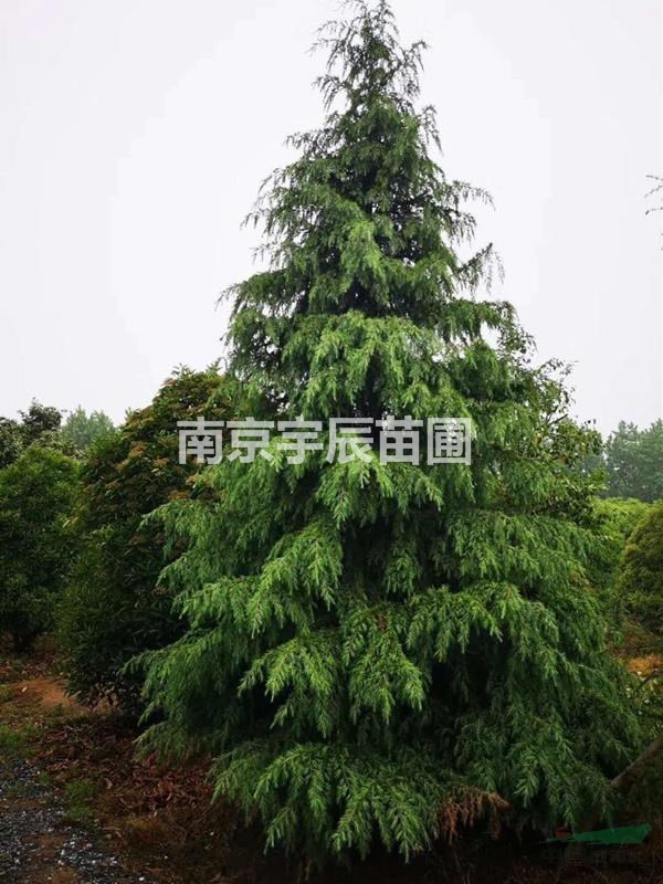 長江周邊供應(yīng)7米雪松價(jià)格 