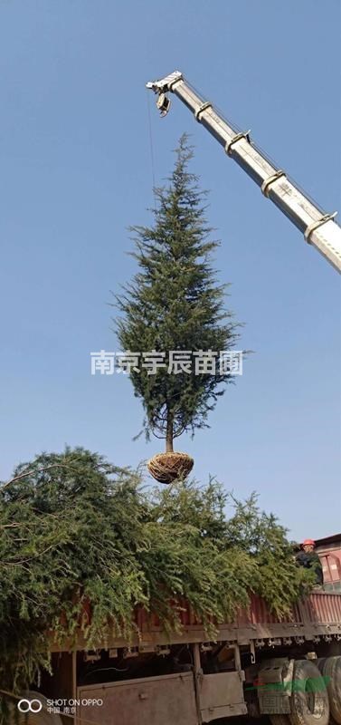 江蘇地區(qū)供應8米雪松價格 