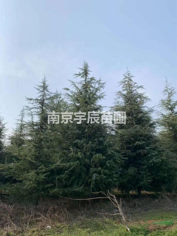 江蘇地區(qū)供應8米雪松價格 