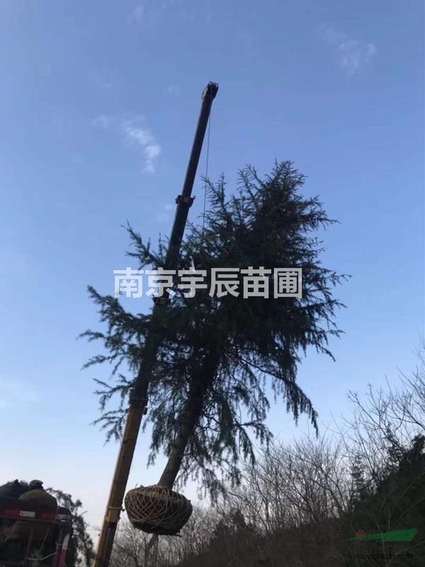 9米雪松價格 （電聯(lián)）