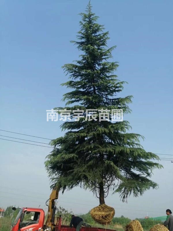 南京地區(qū)供應(yīng)10米以上雪松價(jià)格