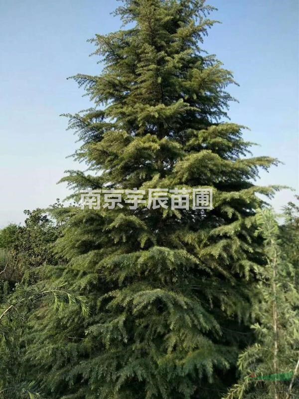 南京地區(qū)供應(yīng)10米以上雪松價(jià)格