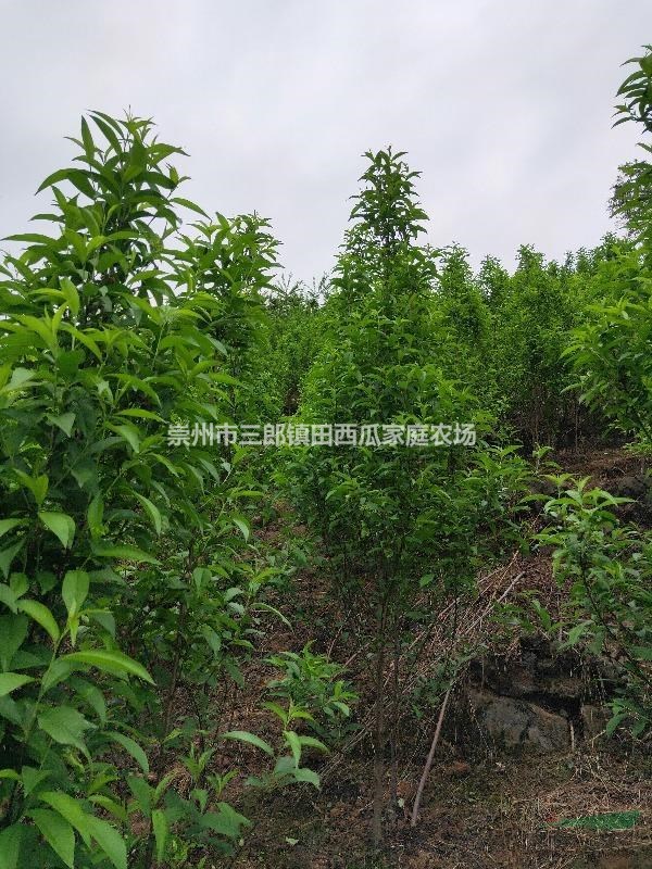 成都地區(qū)出售櫻花，龍柱碧桃，楨楠，紅豆杉等綠華苗木