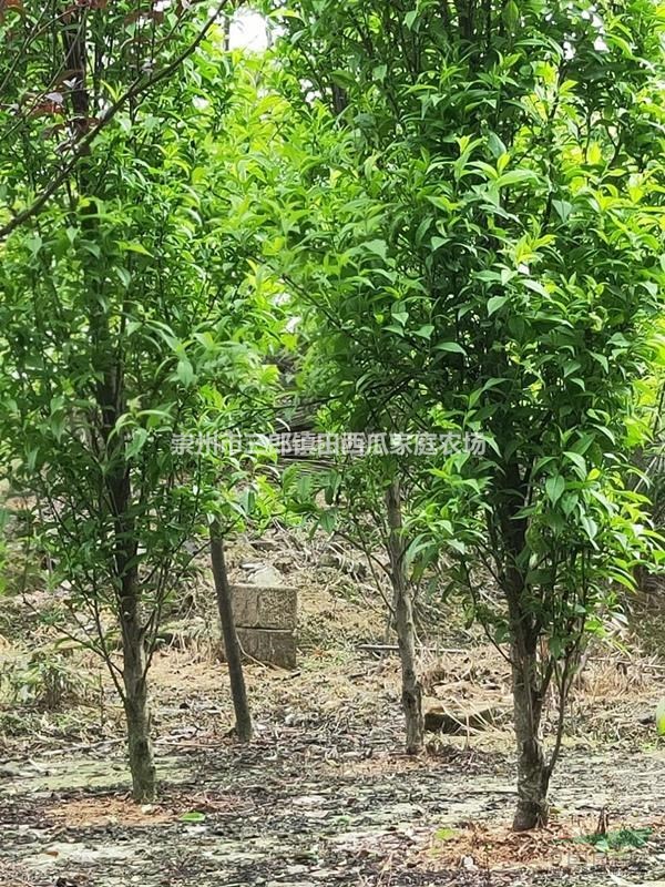 成都地區(qū)出售櫻花，龍柱碧桃，楨楠，紅豆杉等綠華苗木