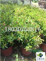 紅花滿(mǎn)天星 成都基地銷(xiāo)售  貨美價(jià)廉