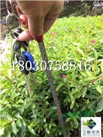 紅花滿(mǎn)天星 成都基地銷(xiāo)售  貨美價(jià)廉