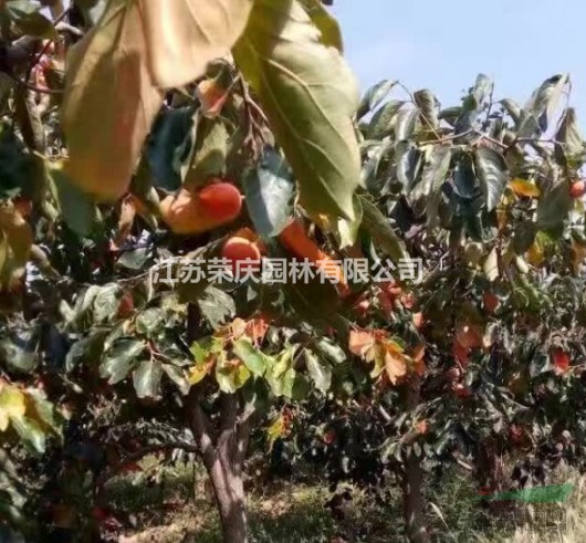 江蘇常年供應(yīng)規(guī)格25公分~60公分柿子樹(shù)