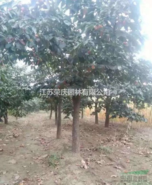 江蘇常年供應(yīng)規(guī)格25公分~60公分柿子樹(shù)