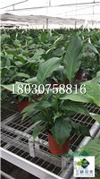 白鶴芋 成都基地大量出售