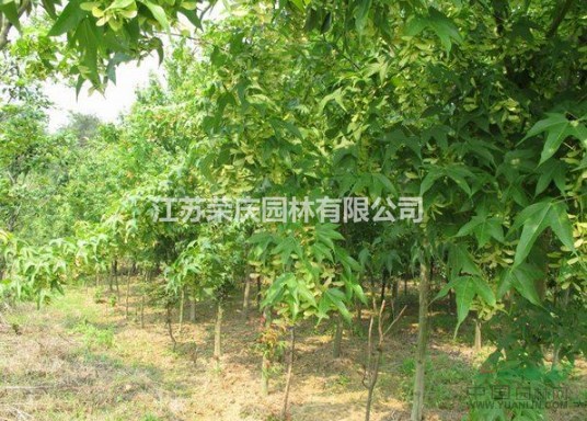 江蘇常年供應規(guī)格2公分~10公分青楓樹