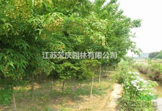 江蘇常年供應規(guī)格2公分~10公分青楓樹