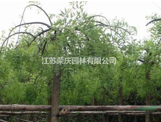江蘇常年供應(yīng)規(guī)格5公分~12公分龍爪槐   龍爪槐價格