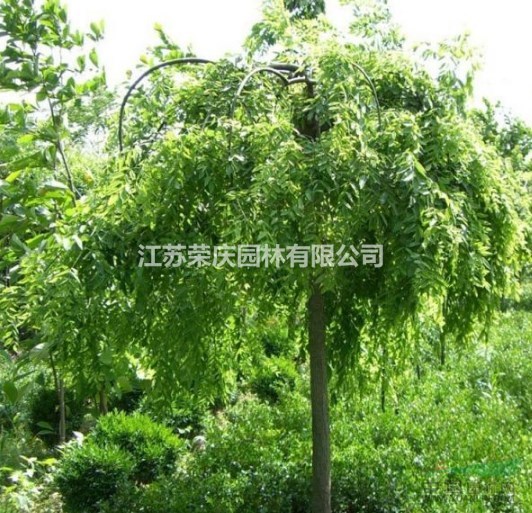 江蘇常年供應(yīng)規(guī)格5公分~12公分龍爪槐   龍爪槐價格