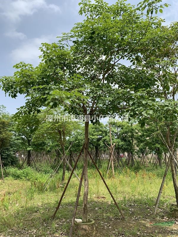 紫花(紅花)風(fēng)鈴木基地