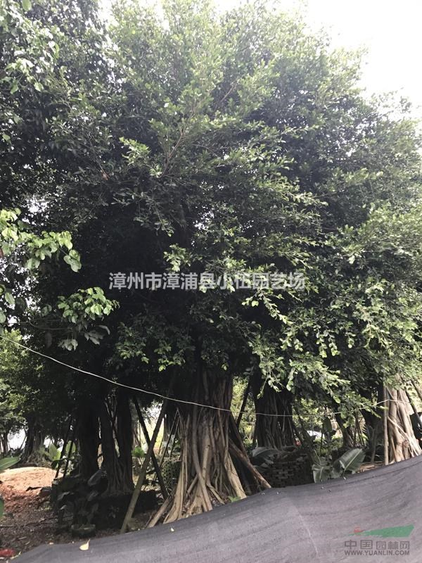 福建小葉榕地苗 袋苗 全冠 骨架