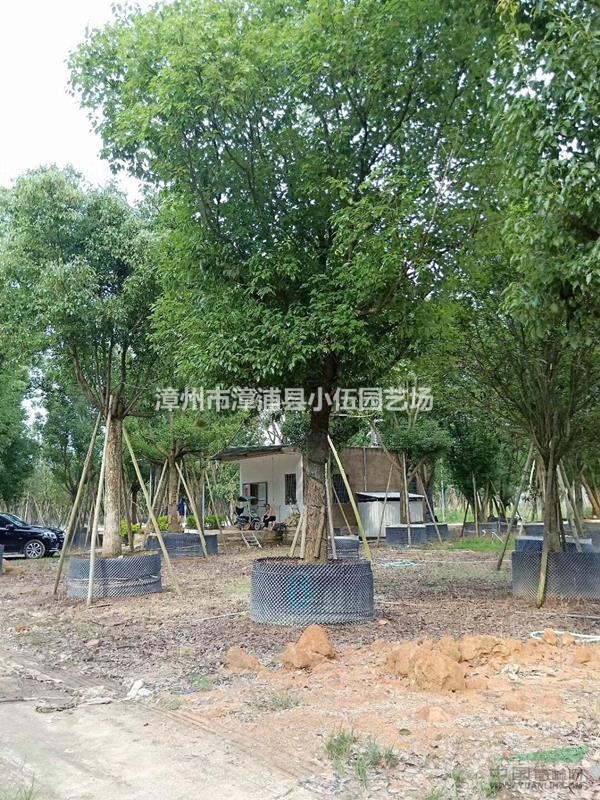 福建香樟移植苗，袋苗。全冠。骨架