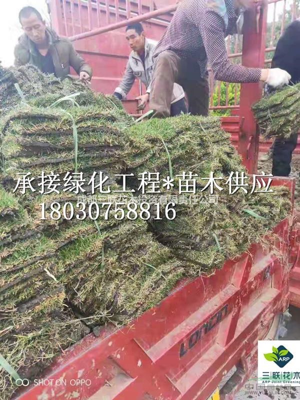  草坪 臺(tái)灣二號(hào) 百慕大 果嶺草 混播