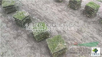  草坪 臺(tái)灣二號(hào) 百慕大 果嶺草 混播