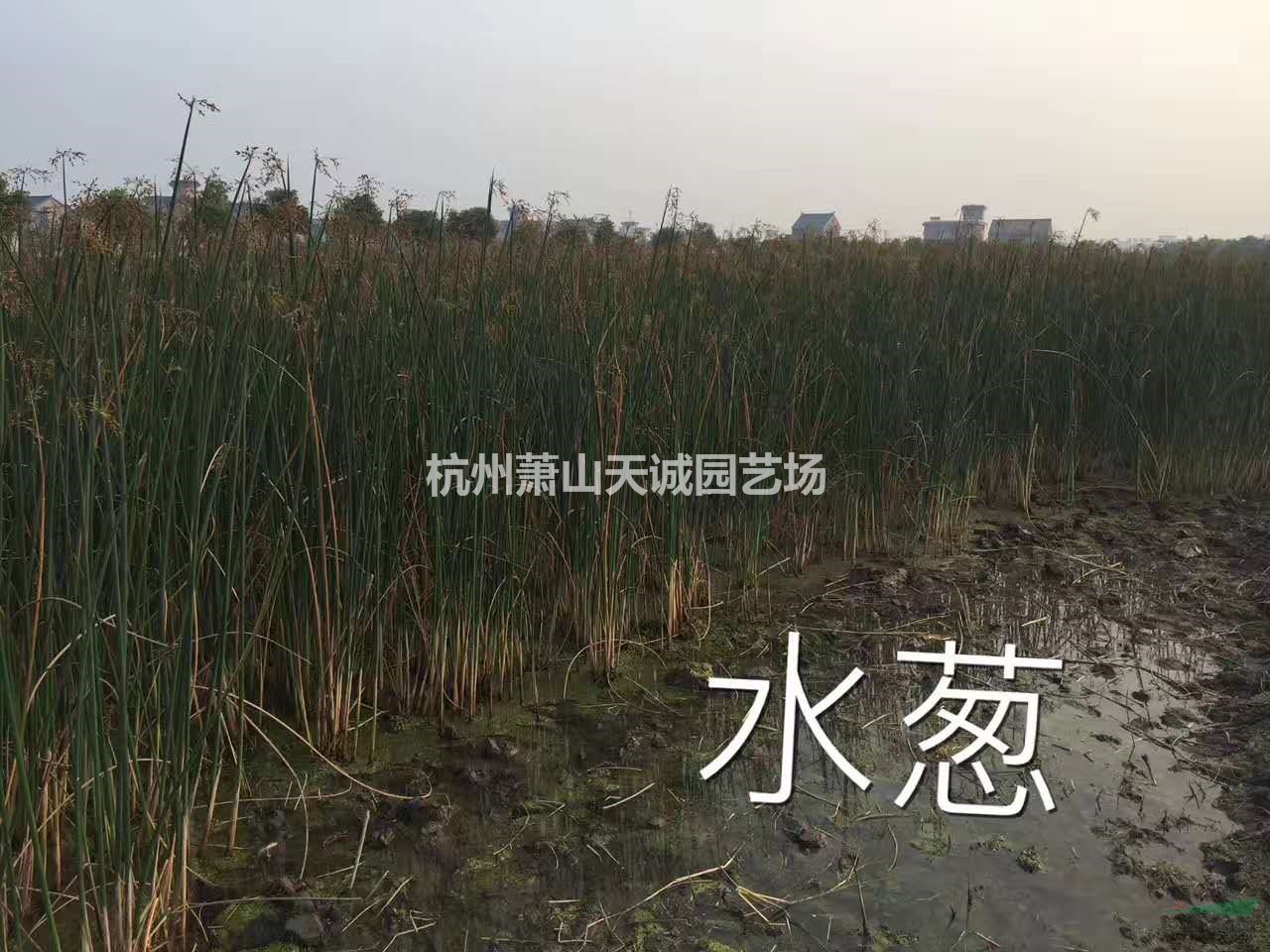 水蔥,花葉水蔥，金線水蔥大量供應