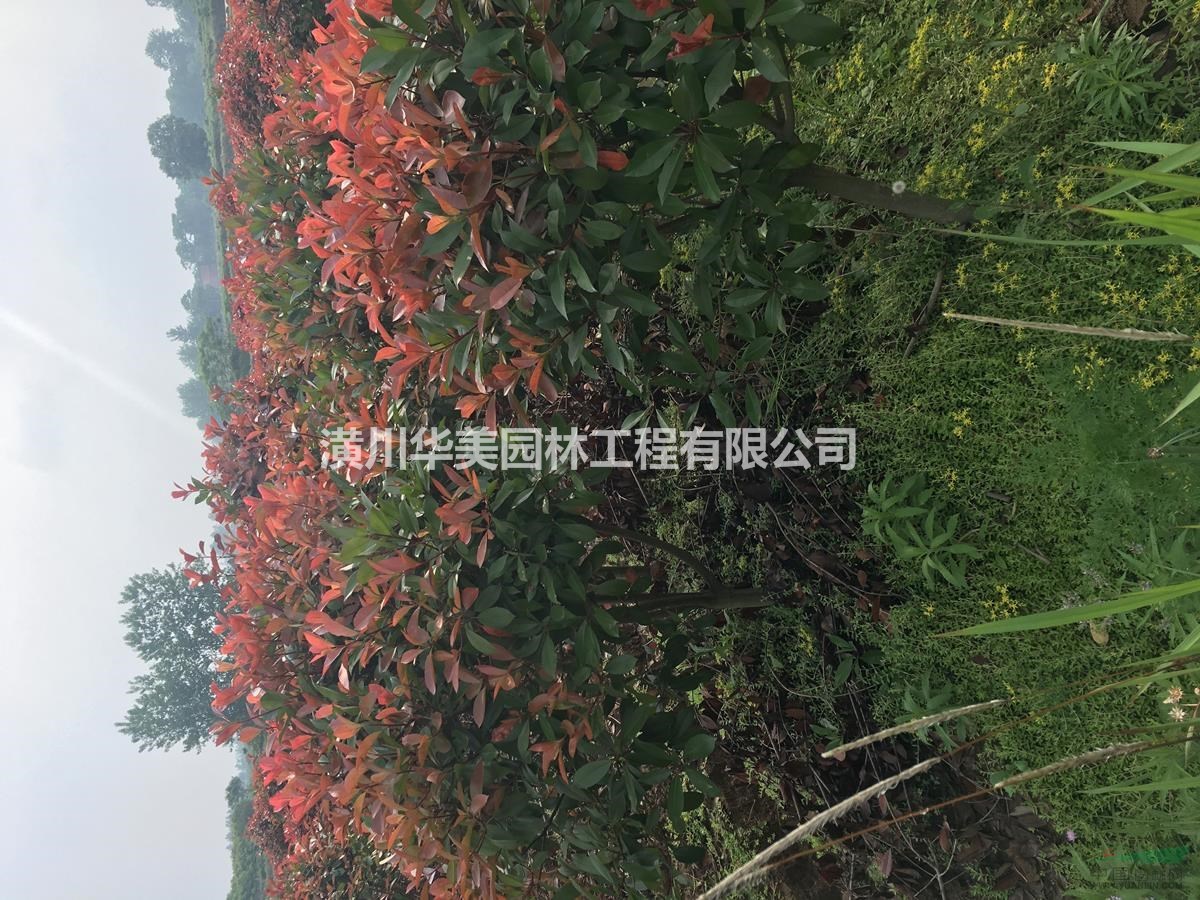供應6公分紅葉石楠樹球價格130元，紅葉石楠單棵報價