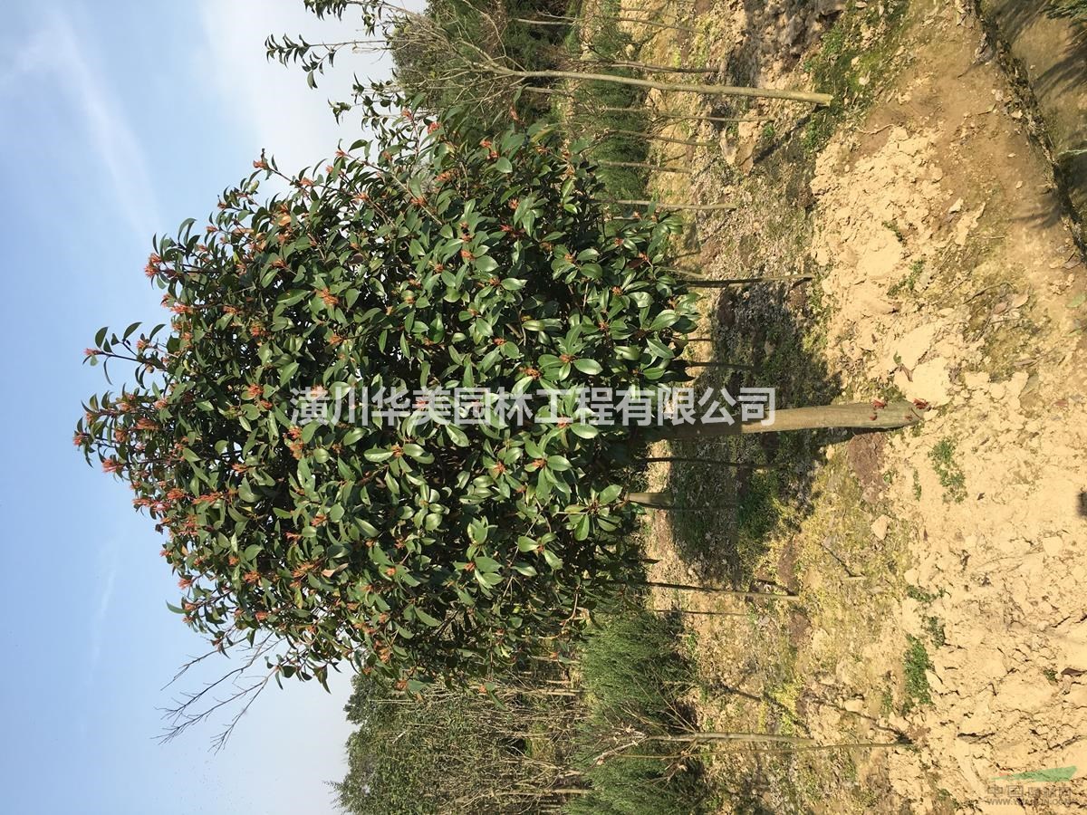 供應6公分紅葉石楠樹球價格130元，紅葉石楠單棵報價