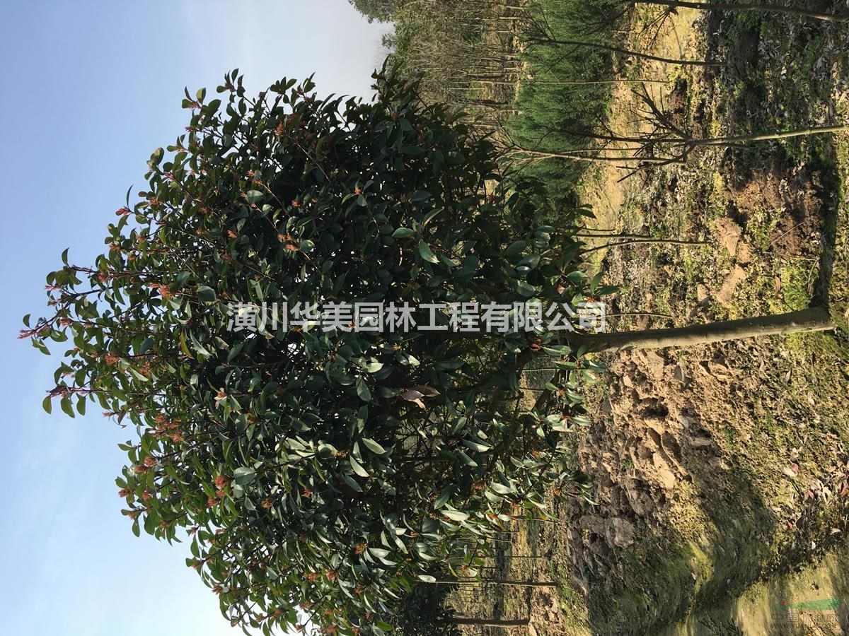 供應6公分紅葉石楠樹球價格130元，紅葉石楠單棵報價