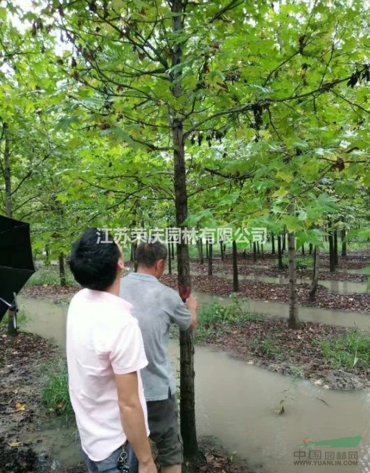 江蘇常年供應(yīng)規(guī)格8公分~16公分楓香  楓香價格