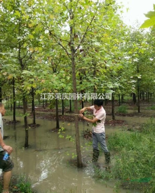江蘇常年供應(yīng)規(guī)格8公分~16公分楓香  楓香價格