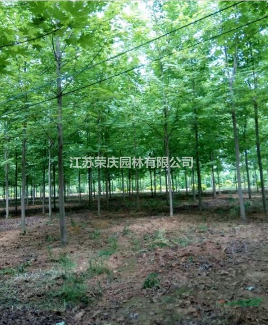 江蘇常年供應(yīng)規(guī)格3公分~10公分美國紅楓  美國紅楓價格