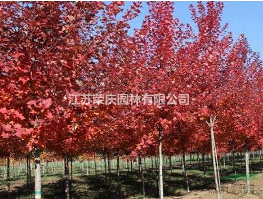 江蘇常年供應(yīng)規(guī)格3公分~10公分美國紅楓  美國紅楓價格