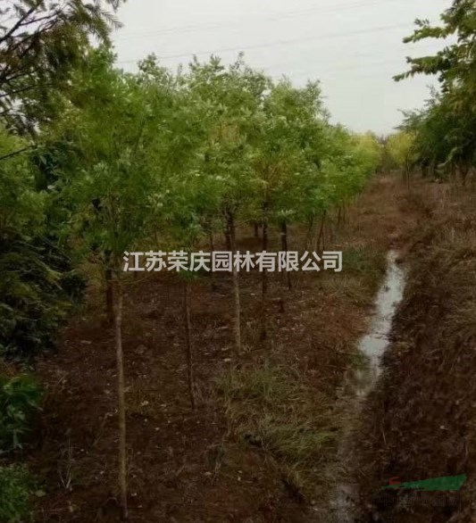 江蘇常年供應(yīng)規(guī)格4公分~12公分金葉槐  金葉槐價(jià)格