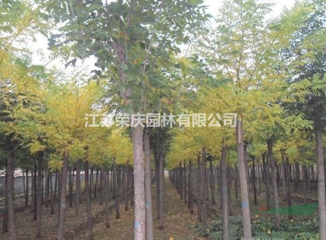 江蘇常年供應(yīng)規(guī)格4公分~12公分金葉槐  金葉槐價(jià)格